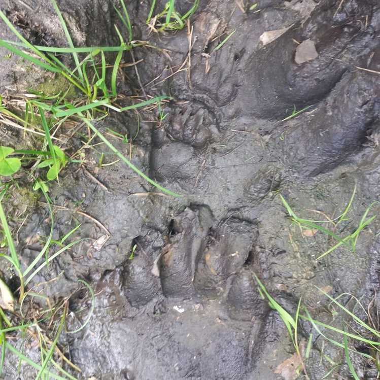 В Ульяновской области обнаружили новые следы медведей