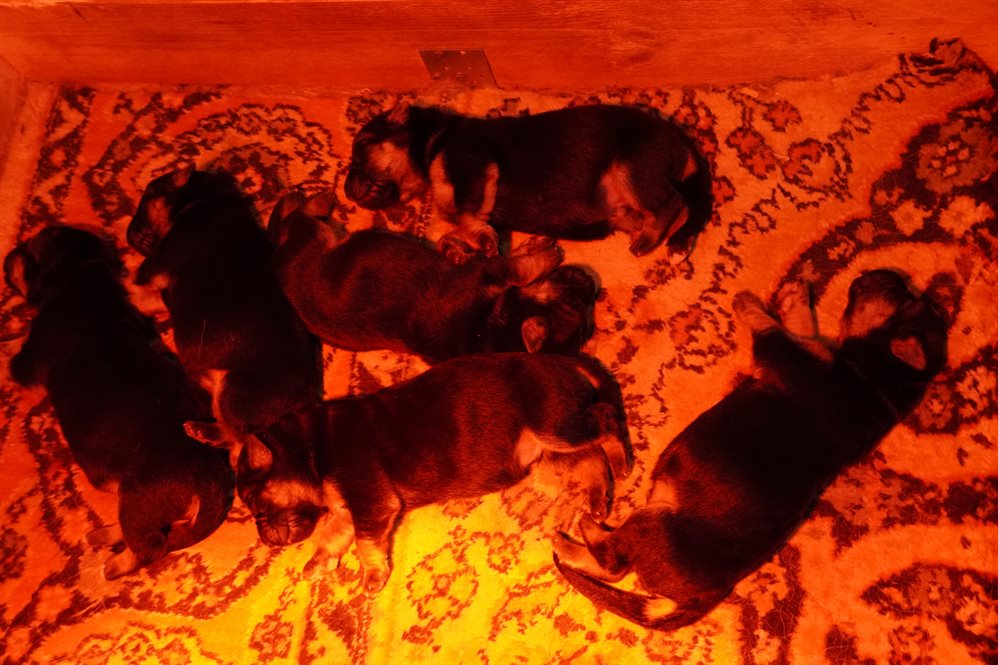 В племенном питомнике служебного собаководства регионального УФСИН родились шесть щенков