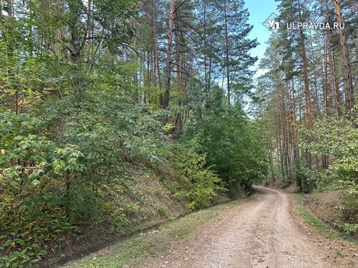 Рейтинг-2023: эффективность лесхоза Ульяновской области высока