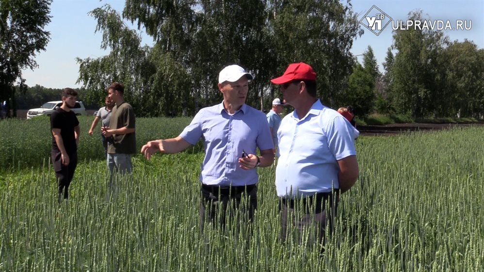 Семена, удобрения и трактора. В Ульяновской области готовятся ко Дню поля