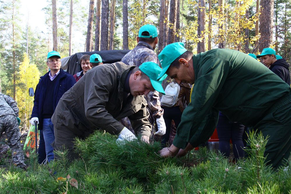 В Ульяновской области оцифровали леса