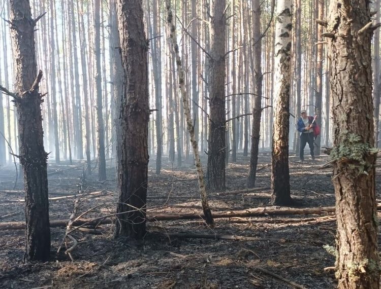 В Ульяновской области за выходные потушили восемь лесных пожаров