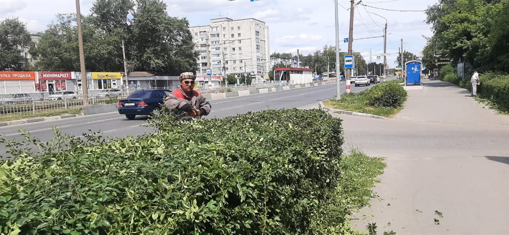 В Засвияжье приводят в порядок живую изгородь