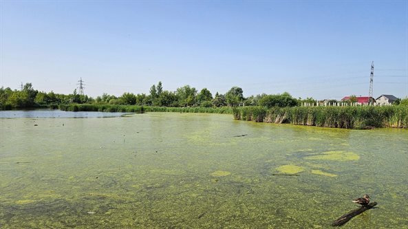 Глава Ульяновска предложил дать название озеру на улице Шолмова
