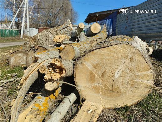 В Майнском районе мужчина незаконно срубил четыре дерева и схлопотал уголовное дело