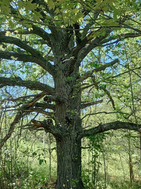 В молодом лесу Сенгилея обнаружили старейший дуб