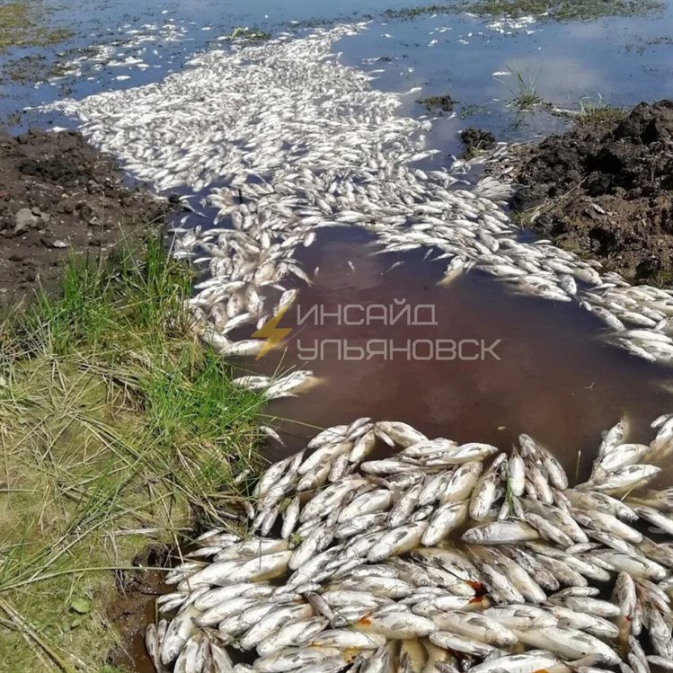 В Ульяновской области на берегу озера нашли тонны мертвой рыбы