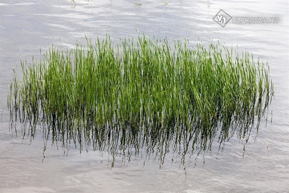 В области по нацпроекту «Экология» расчистят Ивановский залив и три реки