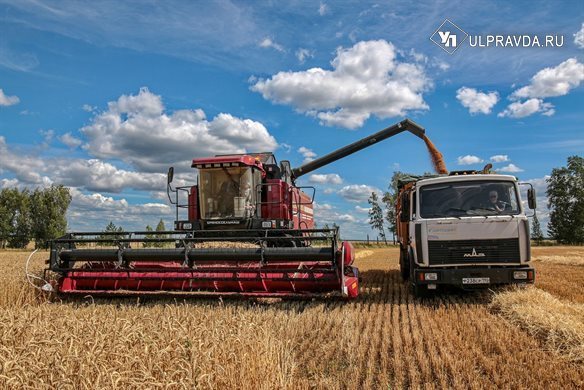 Ульяновские аграрии намолотили свыше 600 тысяч тонн зерна
