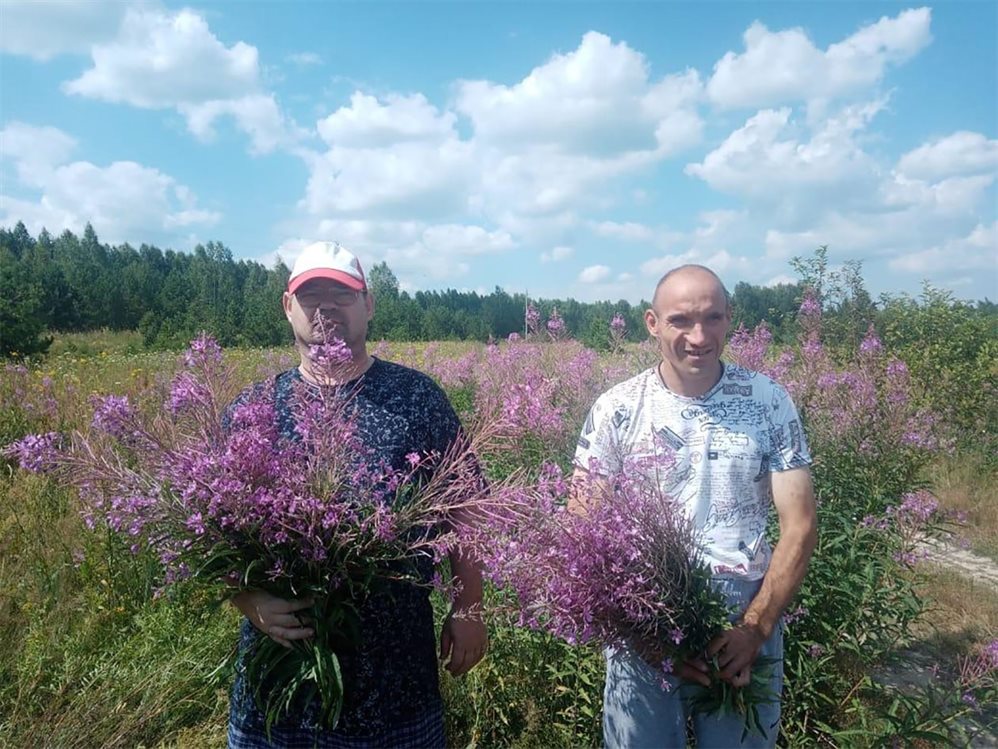 Ульяновцы пошли в поле и узнали, что лечит иван-чай