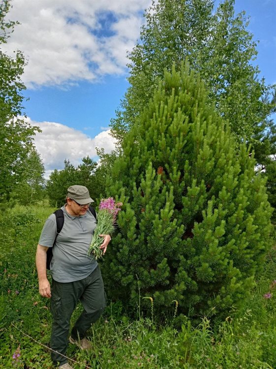 В Сенгилеевских горах обнаружили редкие сосны