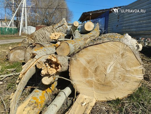 В Сурском районе мужчина незаконно срубил восемь берёз и оказался в полиции