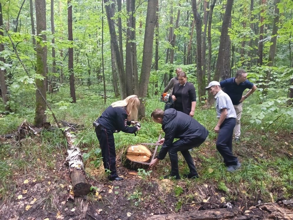 В Мелекесском районе выявили незаконную рубку дерева