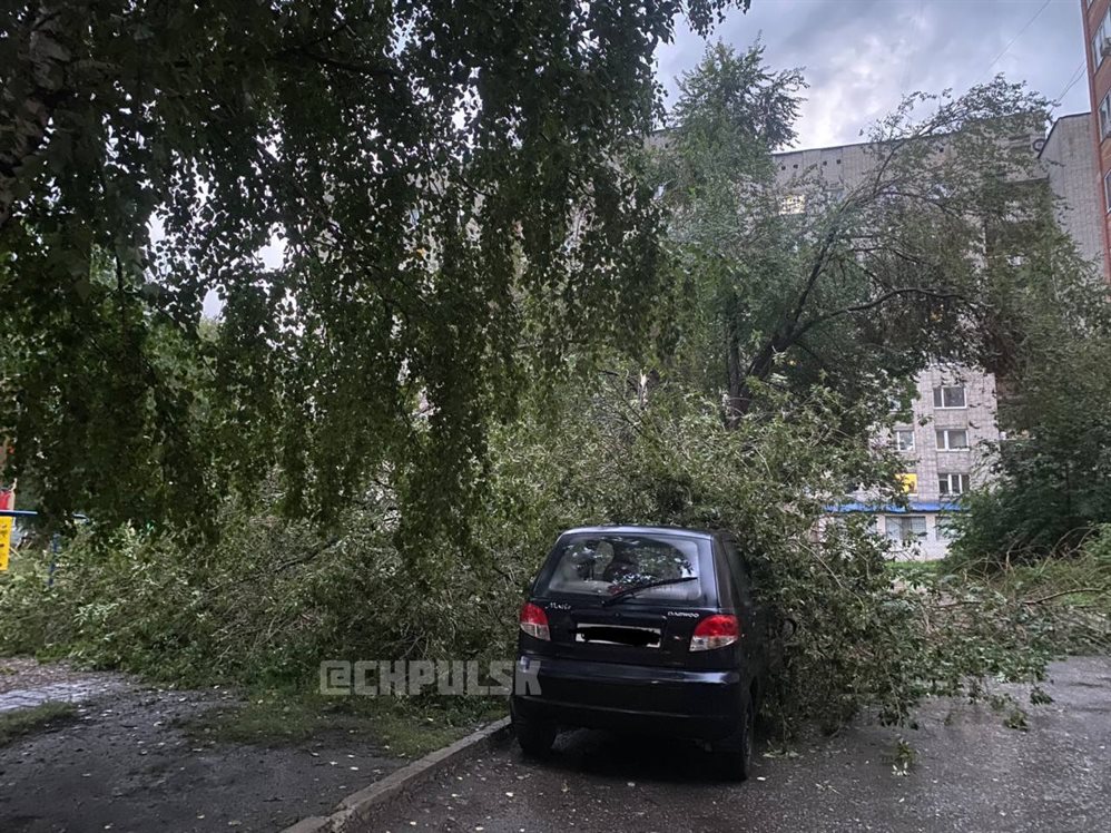 На улице Аблукова на «Матиз» упало дерево