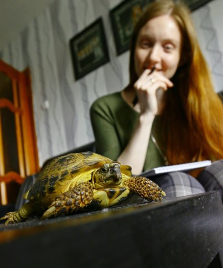 Сухопутная черепаха — как ухаживать в домашних условиях