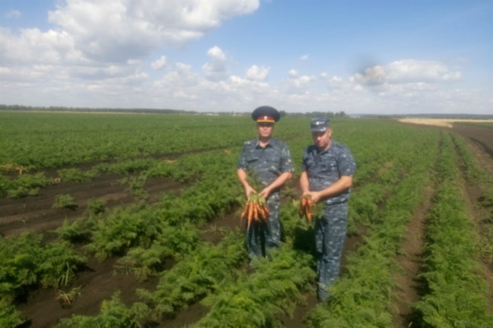 Новый федеральный проект развитие овощеводства и картофелеводства