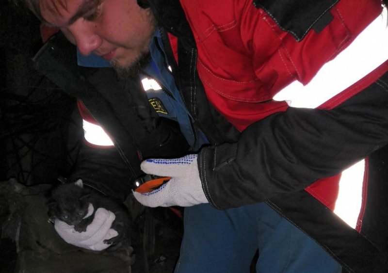 Ульяновские спасатели достали маленького котенка из коллектора