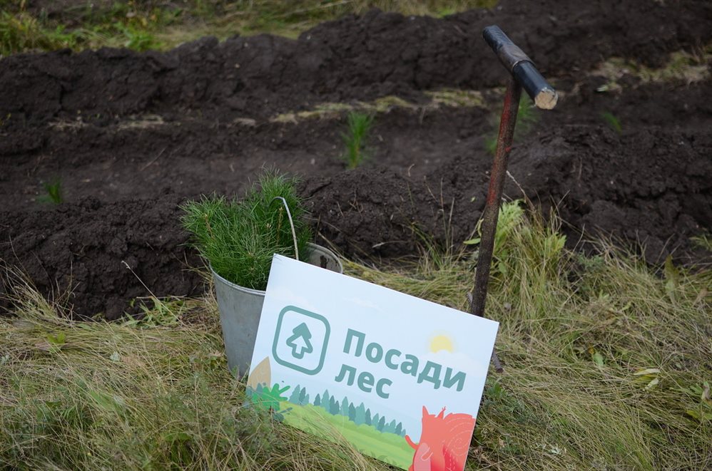 Ульяновцев приглашают посадить кедр, пихту, липу и спасти лес