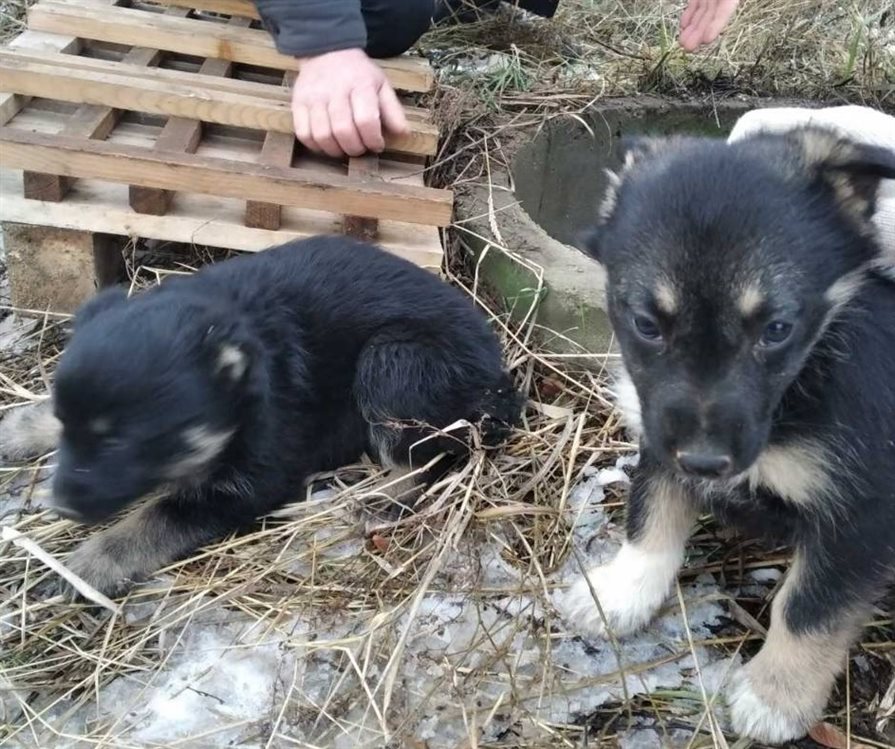 Купить Собаку Ульяновская Область