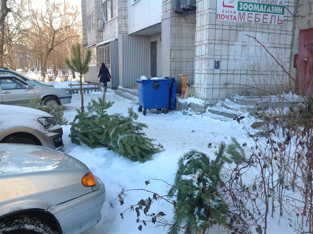 В Ульяновской области новогодние ёлки отправят на переработку