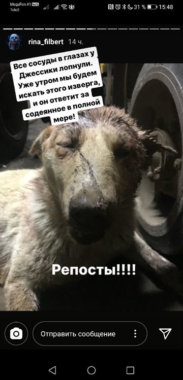 На территории Ульяновского хладокомбината собаке проломили череп арматурой