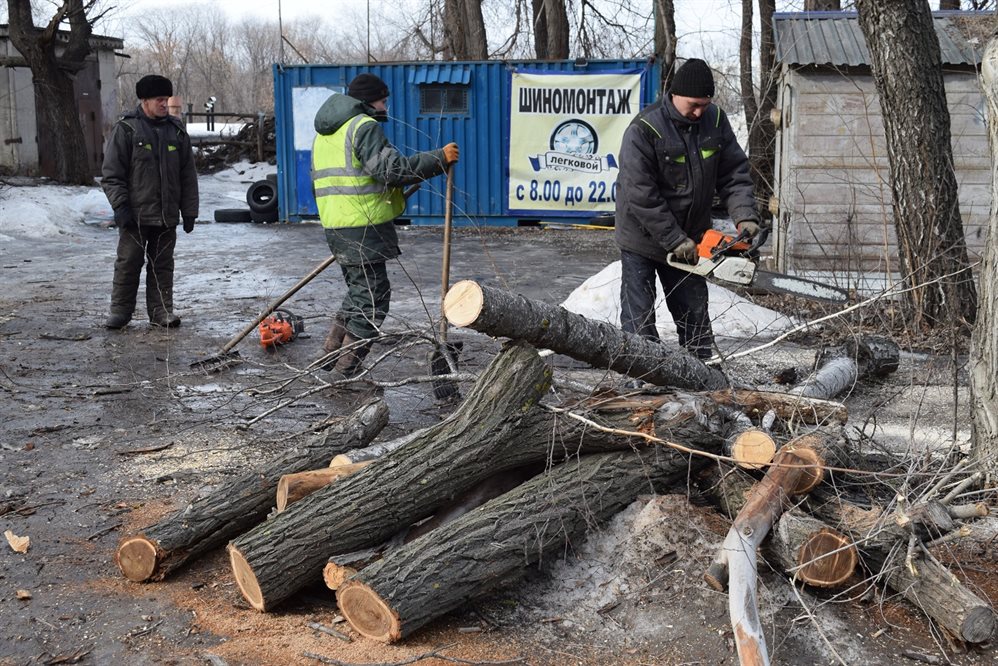 Снос и обрезку аварийных деревьев активизируют в Ульяновске