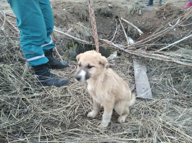 Ульяновские спасатели вытащили щенка из глубокого колодца
