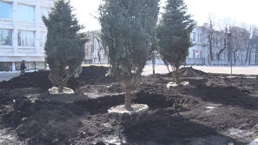 12 голубых елей заменили на эспланаде в центре Ульяновска