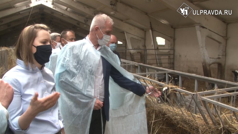 Рокфор из овечьего молока. Ульяновская семья превратила заброшенную ферму в одну из лучших в России