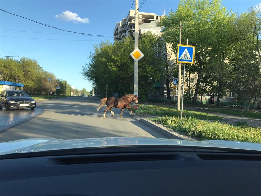 В Ульяновске испугавшаяся пони лягнула автомобиль