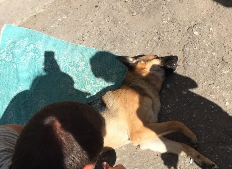 В Димитровграде нашли живодера, который выкинул собаку с пятого этажа дома