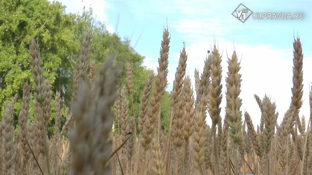 Проверят семена на урожайность. В Ульяновской области запустили пилотный проект в сельском хозяйстве