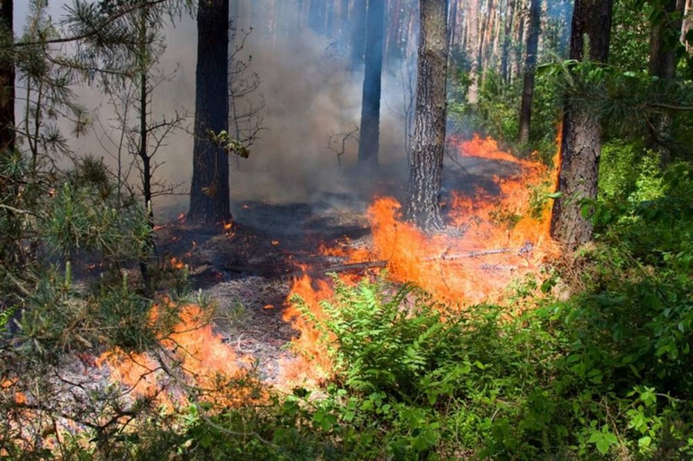 В Ульяновской области ликвидировали более пятидесяти лесных пожаров