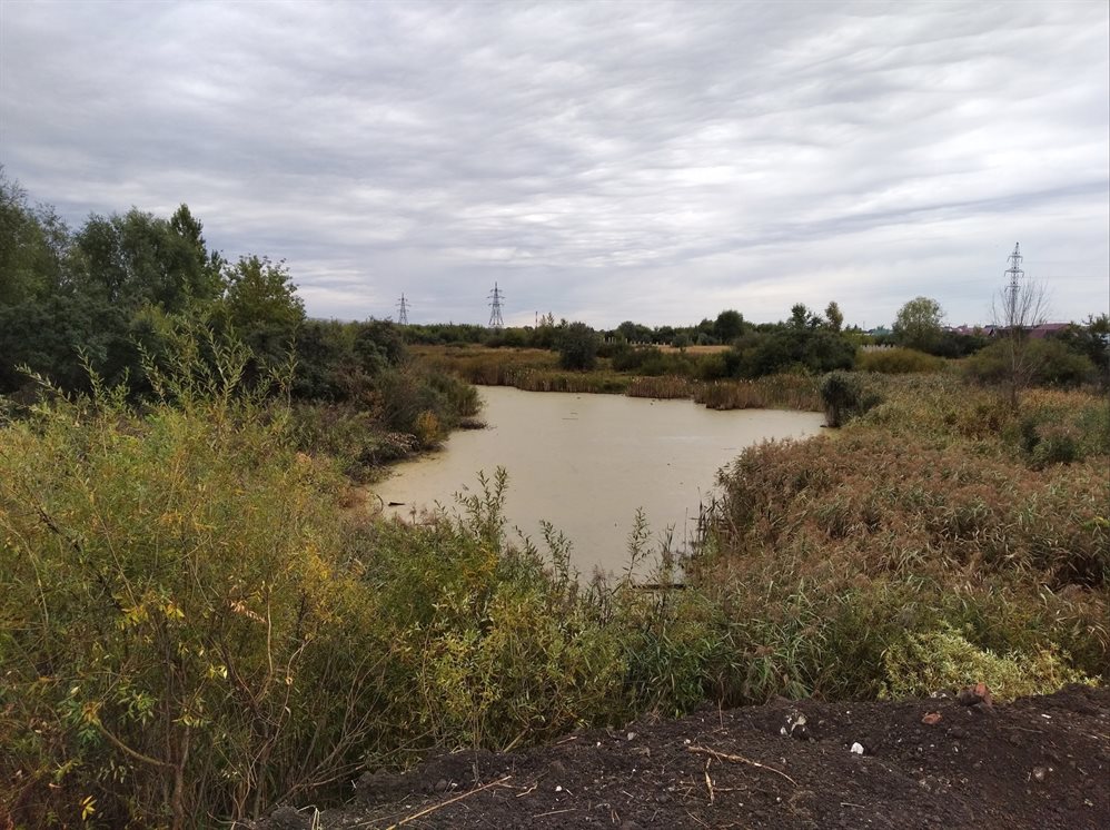 Пруд на улице Шолмова в Ульяновске может получить статус водного объекта