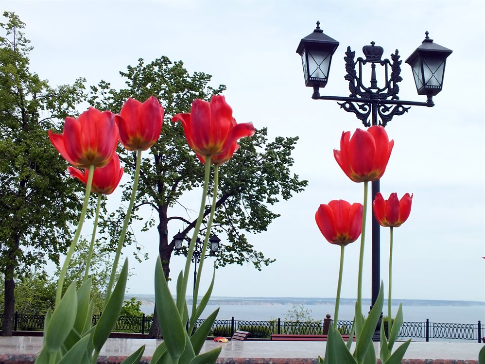 В Ульяновске весной 2021 года расцветут 105 тысяч тюльпанов