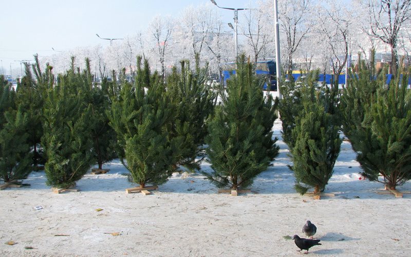 Ёлочные базары в Ульяновске откроются с 15 декабря