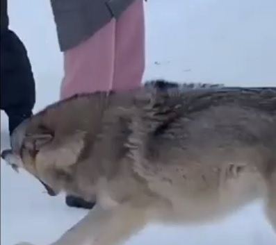 В Ульяновске в парке «Победа» на мужчину напал волк