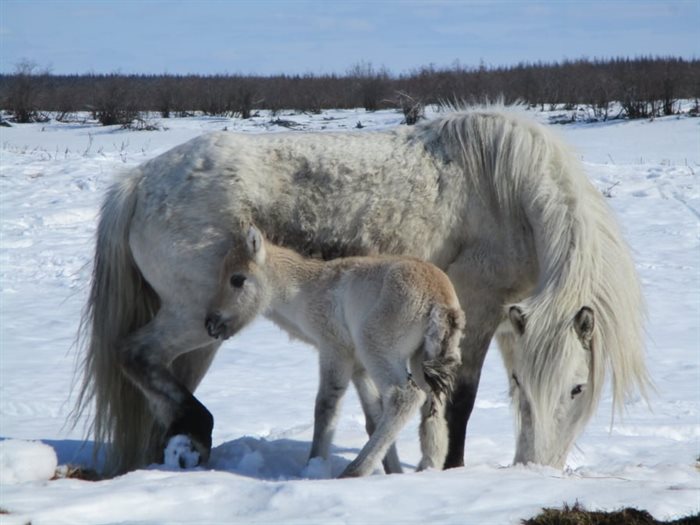 Плейстоценовая лошадь фото Улправда - Многодетный отец из Ульяновска в Арктике бросил вызов глобальному пот