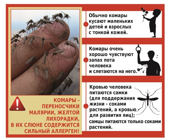 Аллергия на укусы насекомых. | УОКЦСВМП им. Е. М. Чучкалова