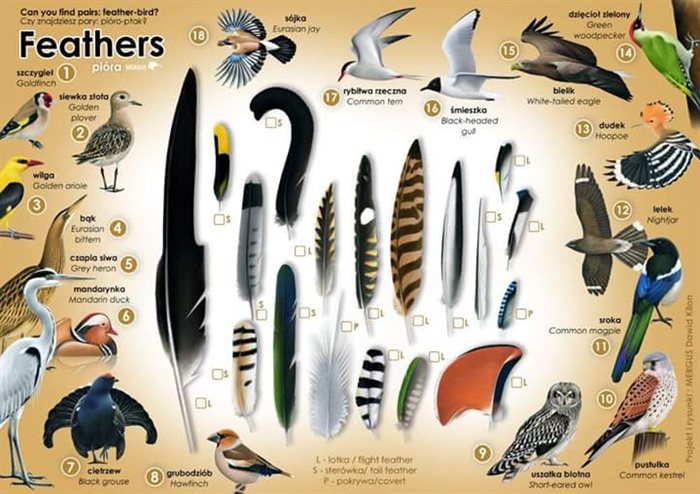 Зимующие птицы: список с фото и названиями