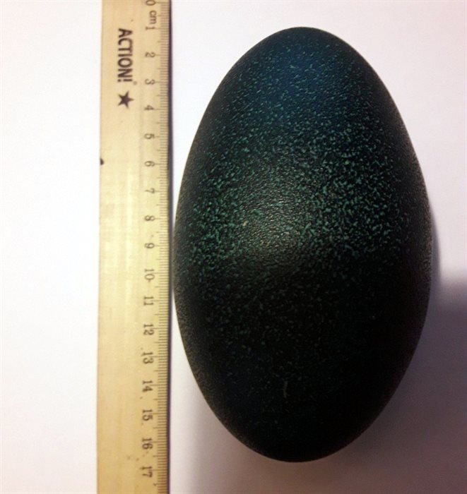 Страусиное яйцо как арт-объект | Primavera | Дзен